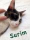 Maxcotea | Foto de Surim - Gato, Raza: Gato común europeo | Surim en adopción | Maxcotea, Adopción de mascotas. Adopción de perros. Adopción de gatos.
