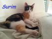 Maxcotea | Foto de Surim - Gato, Raza: Gato común europeo | Surim en adopción | Maxcotea, Adopción de mascotas. Adopción de perros. Adopción de gatos.