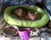 Maxcotea | Foto de Zas - Gato, Raza: Gato común europeo | Zas en adopción | Maxcotea, Adopción de mascotas. Adopción de perros. Adopción de gatos.