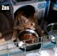 Maxcotea | Foto de Zas - Gato, Raza: Gato común europeo | Zas en adopción | Maxcotea, Adopción de mascotas. Adopción de perros. Adopción de gatos.