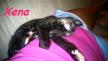 Maxcotea | Foto de Xena - Gato, Raza: Gato común europeo | Xena en adopción | Maxcotea, Adopción de mascotas. Adopción de perros. Adopción de gatos.