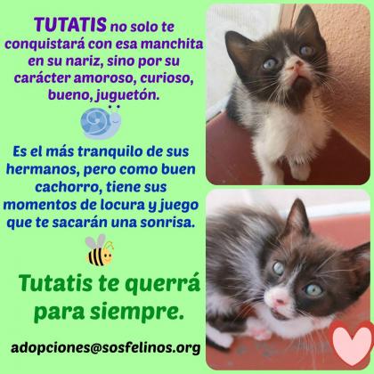 Maxcotea | Foto de Tutatis - Gato, Raza: Gato común europeo | Tutatis en adopción | Maxcotea, Adopción de mascotas. Adopción de perros. Adopción de gatos.