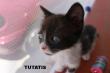 Maxcotea | Foto de Tutatis - Gato, Raza: Gato común europeo | Tutatis en adopción | Maxcotea, Adopción de mascotas. Adopción de perros. Adopción de gatos.