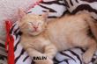 Maxcotea | Foto de Balín - Gato, Raza: Gato común europeo | Balín en adopción | Maxcotea, Adopción de mascotas. Adopción de perros. Adopción de gatos.