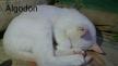 Maxcotea | Foto de Algodón - Gato, Raza: Gato común europeo | Algodón en adopción | Maxcotea, Adopción de mascotas. Adopción de perros. Adopción de gatos.