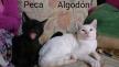 Maxcotea | Foto de Algodón - Gato, Raza: Gato común europeo | Algodón en adopción | Maxcotea, Adopción de mascotas. Adopción de perros. Adopción de gatos.
