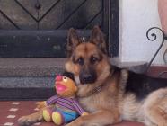Maxcotea | Foto de Kas - Perro, Raza: Pastor Aleman | Kas en el patio | Maxcotea, Adopción de mascotas. Adopción de perros. Adopción de gatos.