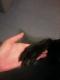 Maxcotea | Foto de Koa - Perro, Raza: Braco aleman de pelo corto | Varios01 | Maxcotea, Adopción de mascotas. Adopción de perros. Adopción de gatos.