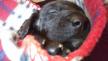 Maxcotea | Foto de Duna - Perro, Raza: Perro De Agua Espanol
 | Duna.. | Maxcotea, Adopción de mascotas. Adopción de perros. Adopción de gatos.
