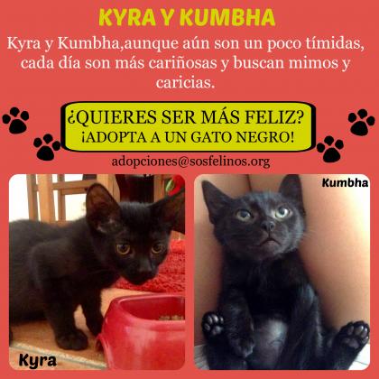 Maxcotea | Foto de Kyra y Kumbha ADOPTADAS - Gato, Raza: Gato común europeo | Kyra y Kumbha | Maxcotea, Adopción de mascotas. Adopción de perros. Adopción de gatos.