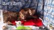 Maxcotea | Foto de Zasil - Gato, Raza: Gato común europeo | Zasil en adopción | Maxcotea, Adopción de mascotas. Adopción de perros. Adopción de gatos.