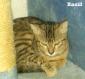 Maxcotea | Foto de Zasil - Gato, Raza: Gato común europeo | Zasil en adopción | Maxcotea, Adopción de mascotas. Adopción de perros. Adopción de gatos.