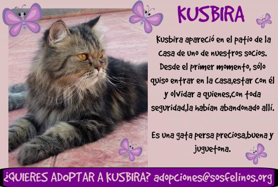 Maxcotea | Foto de Kusbira - Gato, Raza: Persa
 | Kusbira en adopción | Maxcotea, Adopción de mascotas. Adopción de perros. Adopción de gatos.