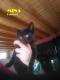 Maxcotea | Foto de Gatitos en adopción - Gato, Raza: Otro | Gatitos en Buniel (Burgos) | Maxcotea, Adopción de mascotas. Adopción de perros. Adopción de gatos.