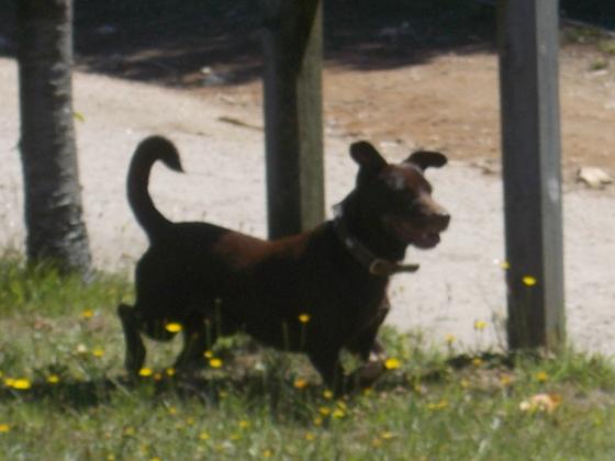 Maxcotea | Foto de Chester - Perro, Raza: Otro | Maxcotea, Adopción de mascotas. Adopción de perros. Adopción de gatos.