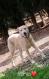 Maxcotea | Foto de Kenia - Perro, Raza: Affenpinscher
 | Kenia | Maxcotea, Adopción de mascotas. Adopción de perros. Adopción de gatos.