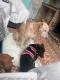 Maxcotea | Foto de Kenia - Perro, Raza: Affenpinscher
 | Kenia | Maxcotea, Adopción de mascotas. Adopción de perros. Adopción de gatos.
