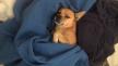 Maxcotea | Foto de Curro - Perro, Raza: Otro | Curro | Maxcotea, Adopción de mascotas. Adopción de perros. Adopción de gatos.