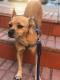 Maxcotea | Foto de Curro - Perro, Raza: Otro | Curro | Maxcotea, Adopción de mascotas. Adopción de perros. Adopción de gatos.