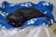 Maxcotea | Foto de Eclipse - Gato, Raza: Gato común europeo | 🌸 Eclipse🌸 | Maxcotea, Adopción de mascotas. Adopción de perros. Adopción de gatos.