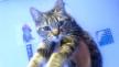 Maxcotea | Foto de Piret - Gato, Raza: Gato común europeo | Piret en adopción | Maxcotea, Adopción de mascotas. Adopción de perros. Adopción de gatos.