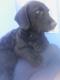 Maxcotea | Foto de Vari - Perro, Raza: Perro De Agua Espanol
 | Vari... | Maxcotea, Adopción de mascotas. Adopción de perros. Adopción de gatos.