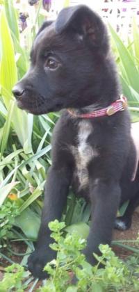 Maxcotea | Foto de SALMA - Perro, Raza: Labrador Retriever
 | Maxcotea, Adopción de mascotas. Adopción de perros. Adopción de gatos.
