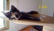 Maxcotea | Foto de Lía - Gato, Raza: Gato común europeo | Lía en adopción | Maxcotea, Adopción de mascotas. Adopción de perros. Adopción de gatos.