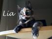 Maxcotea | Foto de Lía - Gato, Raza: Gato común europeo | Lía en adopción | Maxcotea, Adopción de mascotas. Adopción de perros. Adopción de gatos.
