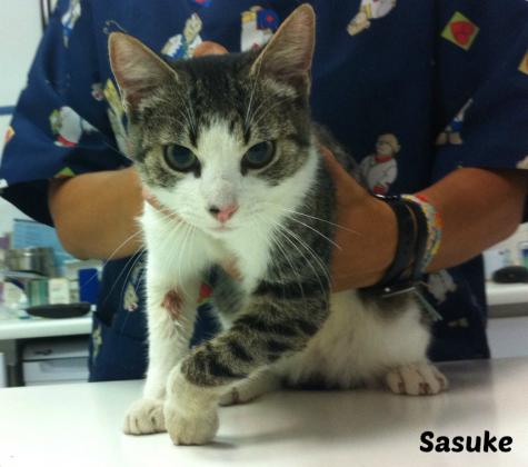Maxcotea | Foto de Sasuke - Gato, Raza: Gato común europeo | Maxcotea, Adopción de mascotas. Adopción de perros. Adopción de gatos.