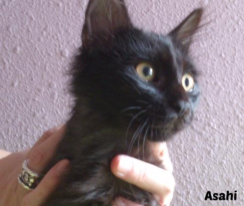 Maxcotea | Foto de Asahi  - Gato, Raza: Gato común europeo | Maxcotea, Adopción de mascotas. Adopción de perros. Adopción de gatos.
