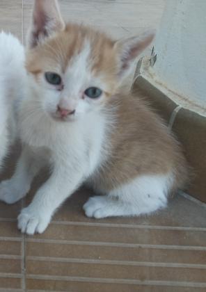 Maxcotea | Foto de Bebé - Gato, Raza: Abisinio
 | Maxcotea, Adopción de mascotas. Adopción de perros. Adopción de gatos.