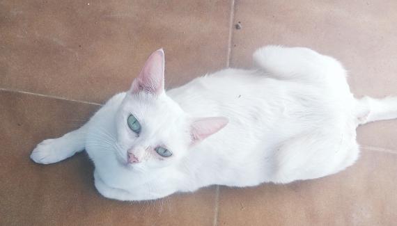 Maxcotea | Foto de Blanca - Gato, Raza: Otro | Maxcotea, Adopción de mascotas. Adopción de perros. Adopción de gatos.