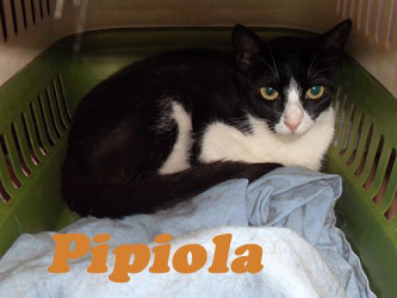 Maxcotea | Foto de Pipiola - Gato, Raza: Gato común europeo | Pipiola | Maxcotea, Adopción de mascotas. Adopción de perros. Adopción de gatos.