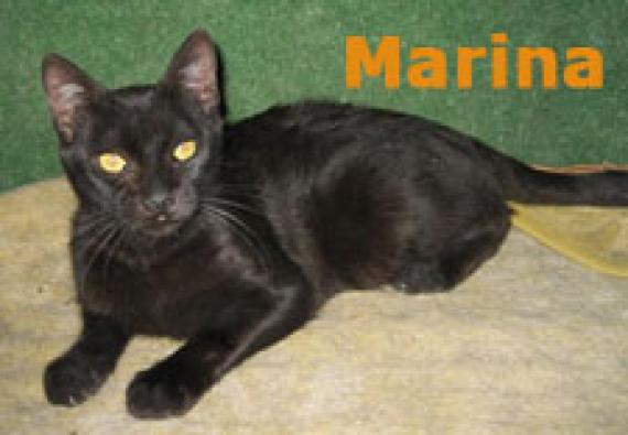 Maxcotea | Foto de Marina - Gato, Raza: Gato común europeo | Marina | Maxcotea, Adopción de mascotas. Adopción de perros. Adopción de gatos.