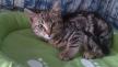 Maxcotea | Foto de Shuris - Gato, Raza: Gato común europeo | Shuris en adopción | Maxcotea, Adopción de mascotas. Adopción de perros. Adopción de gatos.