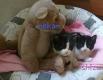 Maxcotea | Foto de Shizu EN ADOPCIÓN - Gato, Raza: Gato común europeo | Shizu,Kailani y Nekan | Maxcotea, Adopción de mascotas. Adopción de perros. Adopción de gatos.