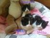 Maxcotea | Foto de Shizu EN ADOPCIÓN - Gato, Raza: Gato común europeo | Shizu,Kailani y Nekan | Maxcotea, Adopción de mascotas. Adopción de perros. Adopción de gatos.
