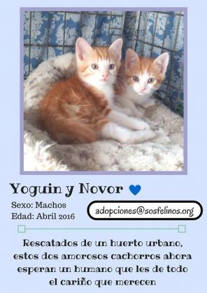 Maxcotea | Foto de Yoguin y Novor - Gato, Raza: Gato común europeo | Yoguin y Novor  | Maxcotea, Adopción de mascotas. Adopción de perros. Adopción de gatos.