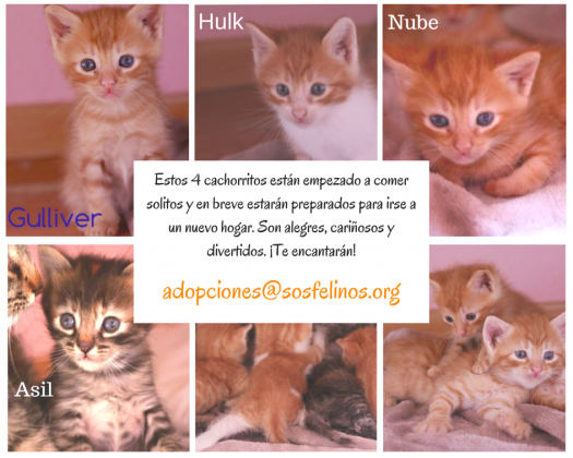 Maxcotea | Foto de Nube,Asil,Gulliver y Hulk - Gato, Raza: Gato común europeo | Nube,Asil,Gulliver y Hulk | Maxcotea, Adopción de mascotas. Adopción de perros. Adopción de gatos.