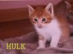 Maxcotea | Foto de Nube,Asil,Gulliver y Hulk - Gato, Raza: Gato común europeo | Nube,Asil,Gulliver y Hulk | Maxcotea, Adopción de mascotas. Adopción de perros. Adopción de gatos.