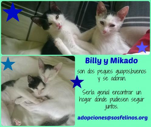 Maxcotea | Foto de Mikado y Billy - Gato, Raza: Gato común europeo | Billy y Mikado | Maxcotea, Adopción de mascotas. Adopción de perros. Adopción de gatos.