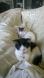 Maxcotea | Foto de Mikado y Billy - Gato, Raza: Gato común europeo | Billy y Mikado | Maxcotea, Adopción de mascotas. Adopción de perros. Adopción de gatos.