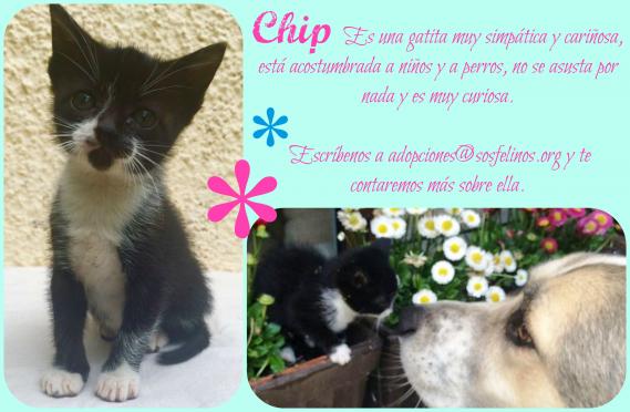 Maxcotea | Foto de Chip - Gato, Raza: Gato común europeo | Chip en adopción | Maxcotea, Adopción de mascotas. Adopción de perros. Adopción de gatos.