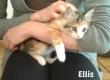Maxcotea | Foto de Ellis y Lenon - Gato, Raza: Gato común europeo | Ellis y Lenon en adopción | Maxcotea, Adopción de mascotas. Adopción de perros. Adopción de gatos.