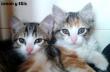 Maxcotea | Foto de Ellis y Lenon - Gato, Raza: Gato común europeo | Ellis y Lenon en adopción | Maxcotea, Adopción de mascotas. Adopción de perros. Adopción de gatos.