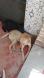 Maxcotea | Foto de Charly  - Perro, Raza: Labrador Retriever
 | Charly  | Maxcotea, Adopción de mascotas. Adopción de perros. Adopción de gatos.