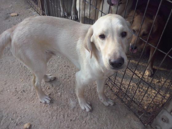 Maxcotea | Foto de Faruk - Perro, Raza: Labrador Retriever
 | Maxcotea, Adopción de mascotas. Adopción de perros. Adopción de gatos.