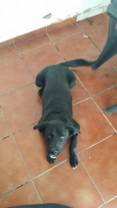 Maxcotea | Foto de Silvo - Perro, Raza: Labrador Retriever
 | Maxcotea, Adopción de mascotas. Adopción de perros. Adopción de gatos.