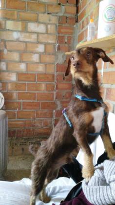 Maxcotea | Foto de Río - Perro, Raza: Otro | Maxcotea, Adopción de mascotas. Adopción de perros. Adopción de gatos.